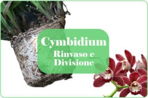 orchidea cymbidium rinvaso e terriccio