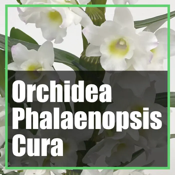 dendrobium orchidea bamboo cura
