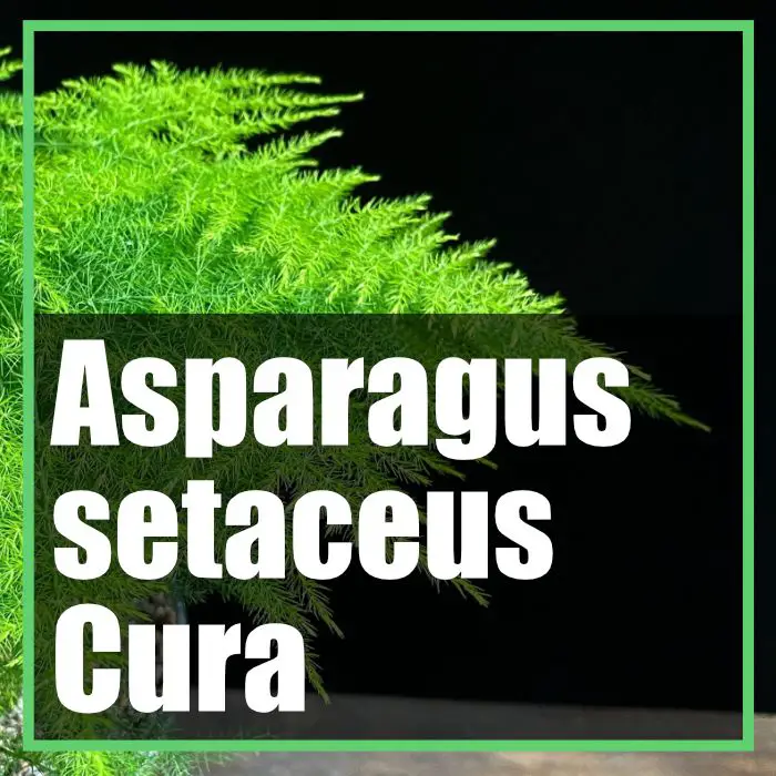 Asparagus setaceus plumosus cura del asparagina