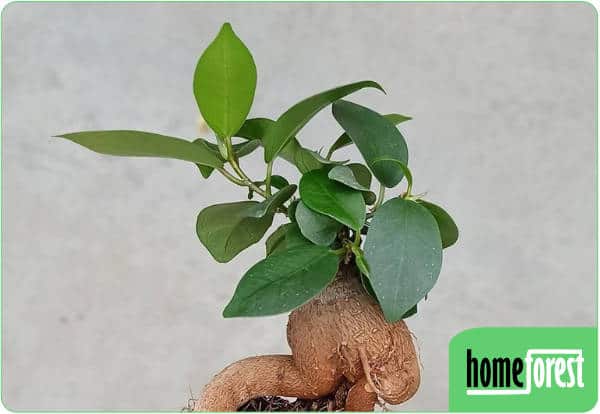 Ficus microcarpa (ginseng)