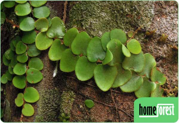 Pyrrosia nummularifolia pianta epifita per terrario