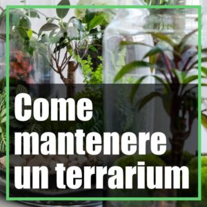 Come curare e mantenere un terrarium in casa dopo l'acquisto