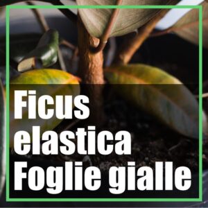 Ficus elastica foglie gialle robusta