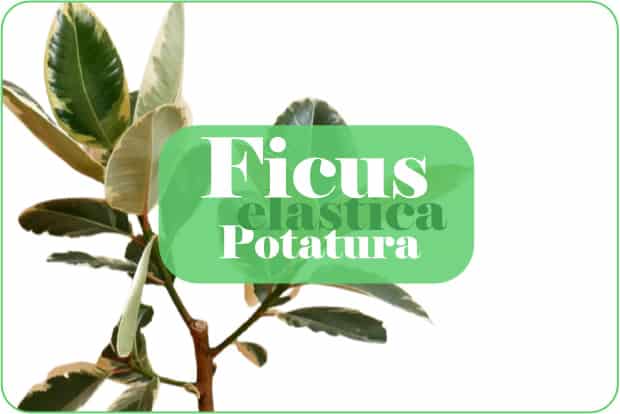 Ficus elastica potatura