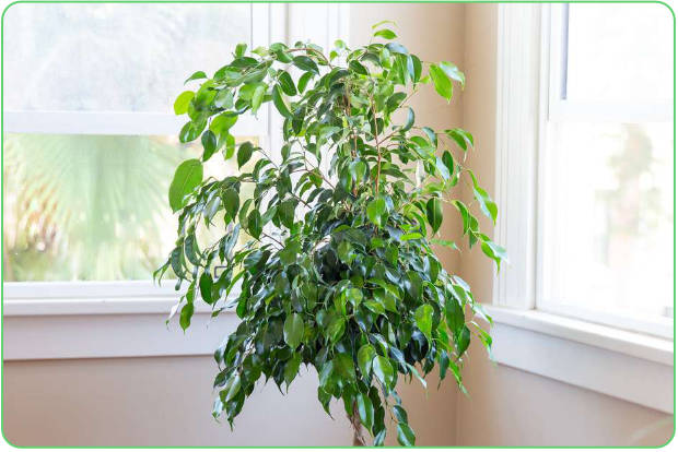 Posiziona il Ficus vicino ad una finestra molto luminosa