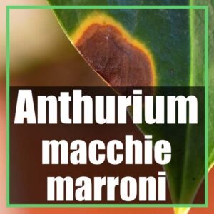 Anthurium foglie marroni secche e macchiate