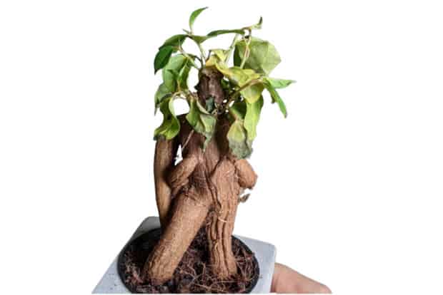 bonsai ficus microcarpa perde foglie verdi