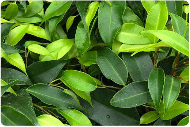 ficus benjamina folto con foglie verdi
