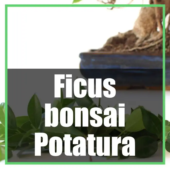 potatura bonsai ficus ginseng