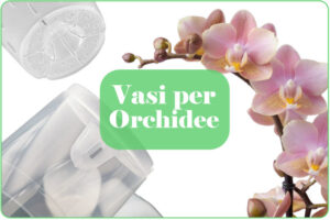 migliori vasi trasparenti per orchidee