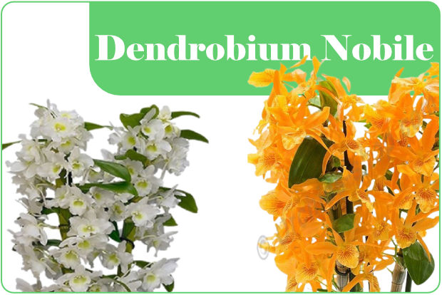 tipi di orchidee dendrobium nobile