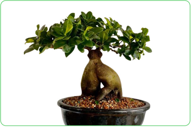 come curare il Ficus ginseng