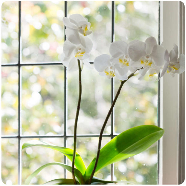 dove posizionare l'orchidea in inverno
