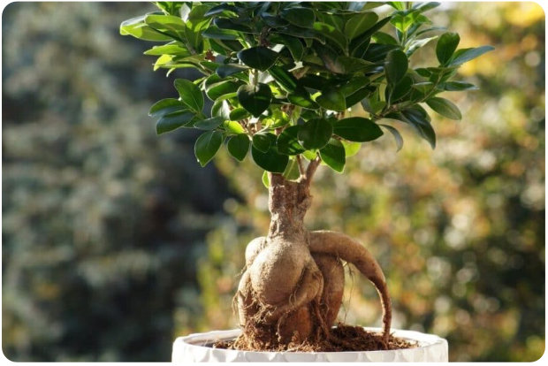 ficus bonsai cura in primavera ed estate