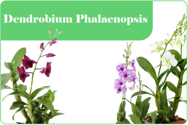 orchidee varietà dendrobium Phalaenopsis
