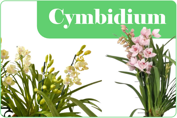 Diversi tipi di orchidee Cymbidium
