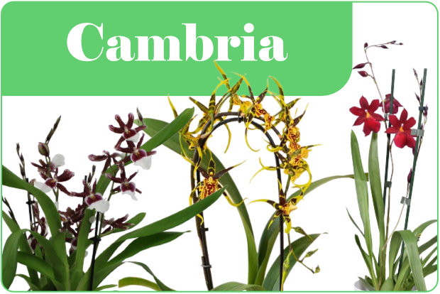 Orchidea varietà di cambria