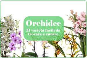 tipi orchidee e varietà commerciali