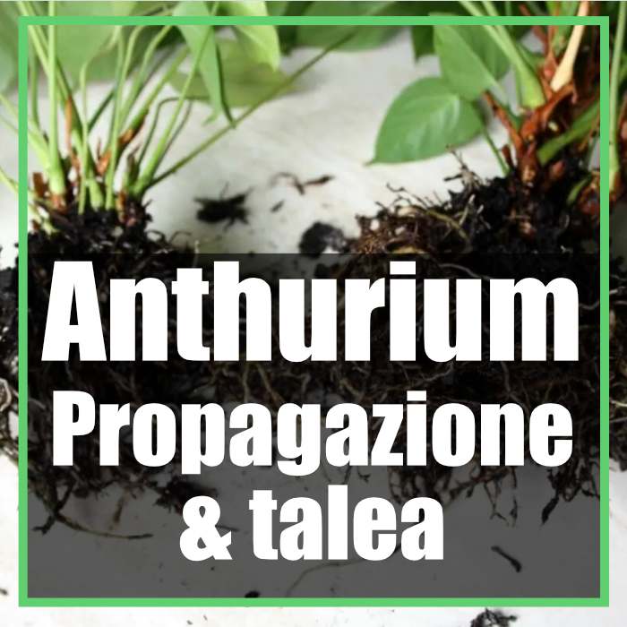 Anthurium talea in acqua e propagazione per divisione
