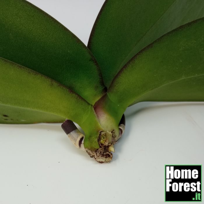 orchidee phalaenopsis senza radici