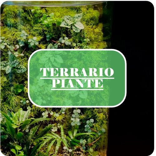 terrario in vetro piante shop